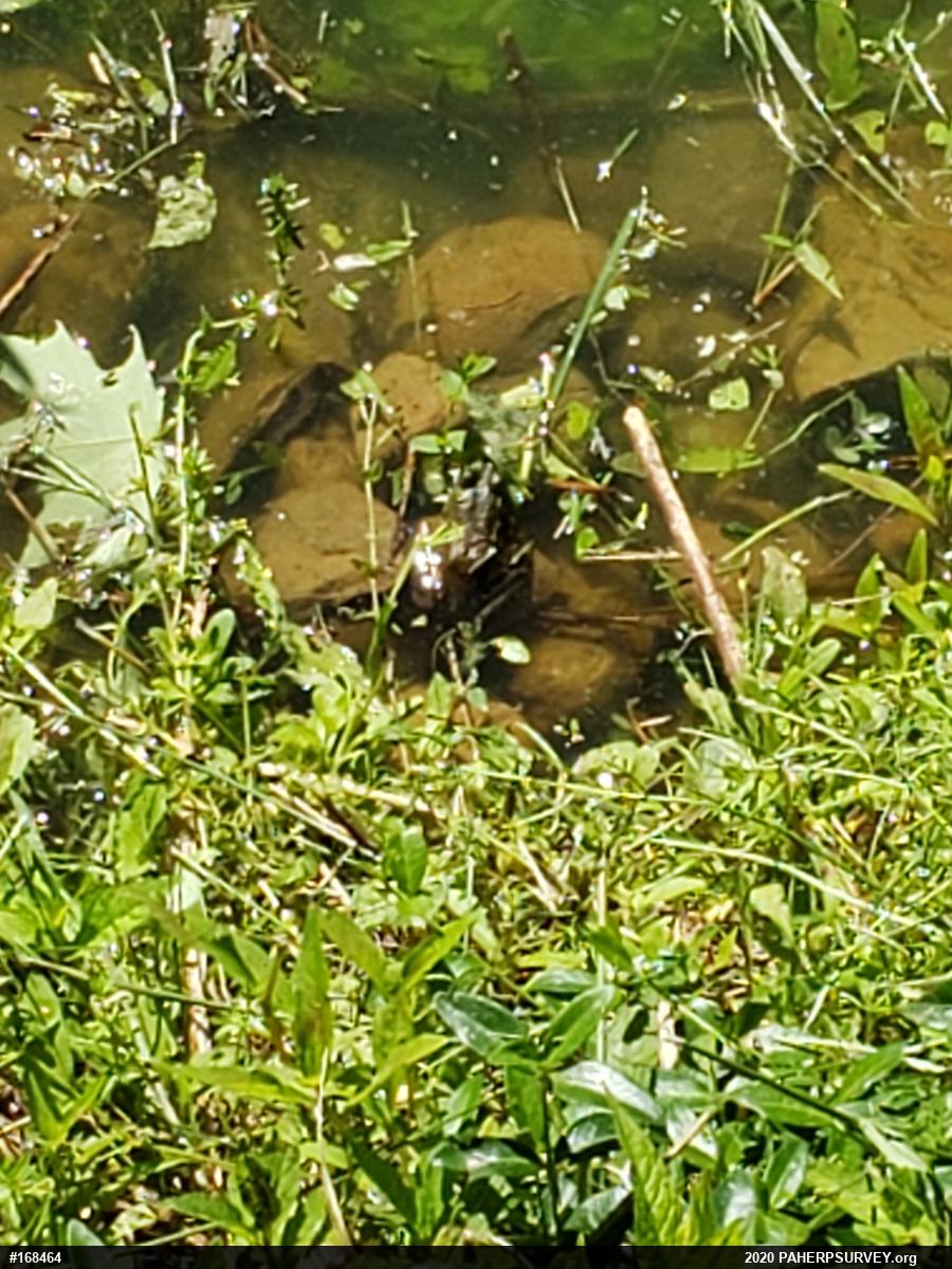 True Frogs