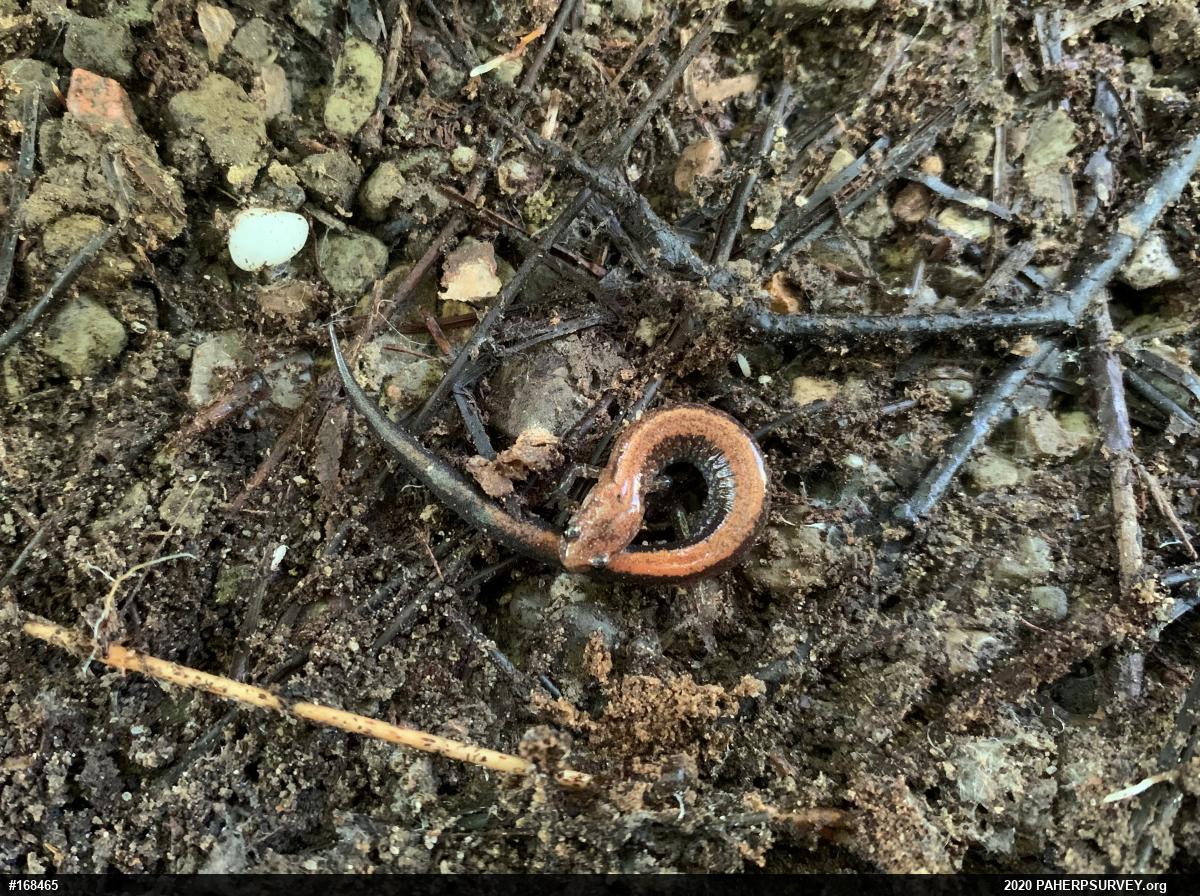 Eastern Red-backed  Salamander