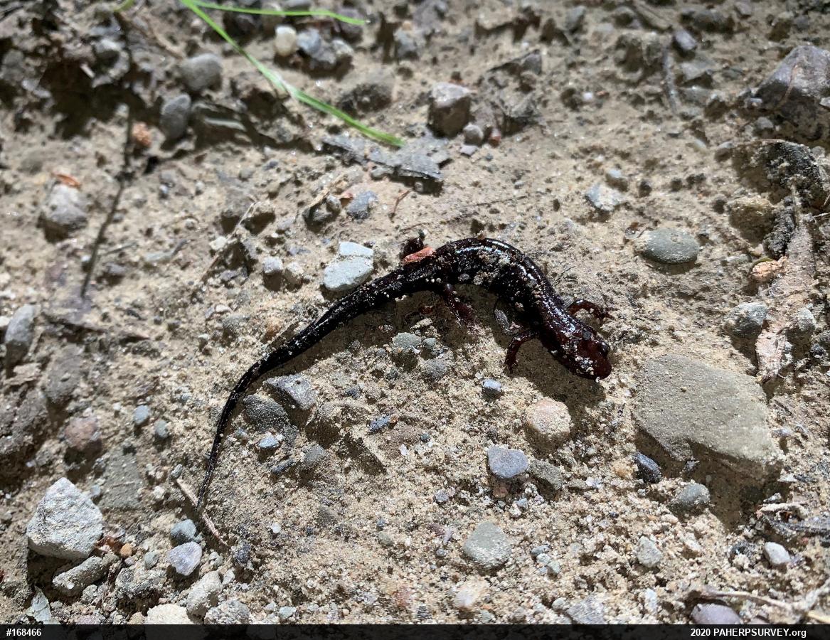 Allegheny Mountain Dusky Salamander