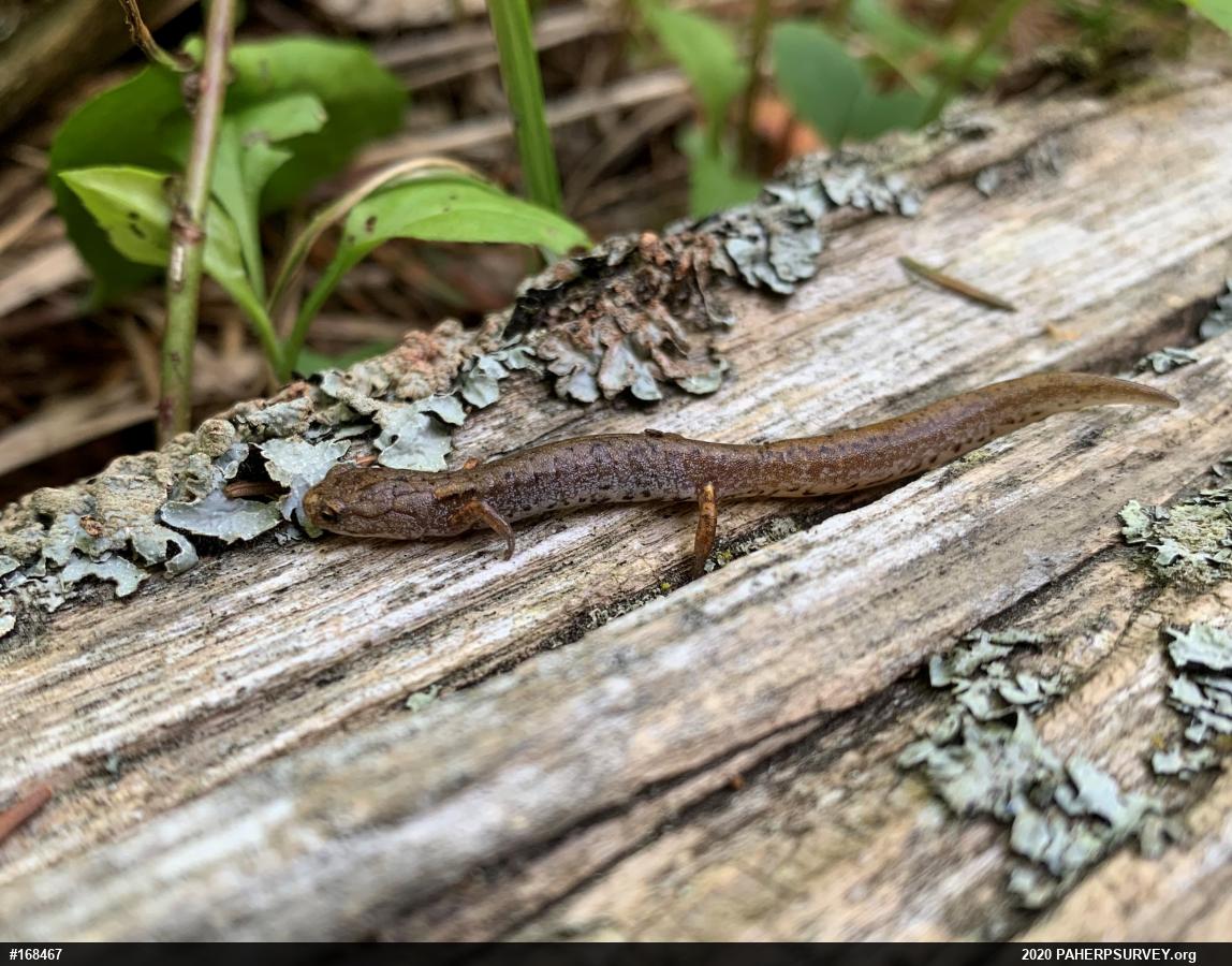 Four-toed Salamander