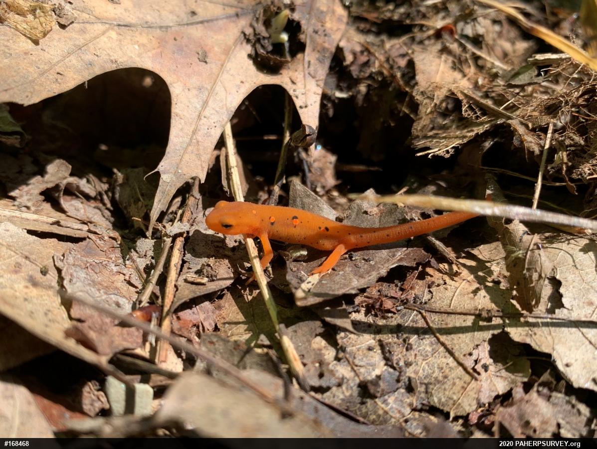 Red-spotted Newt
