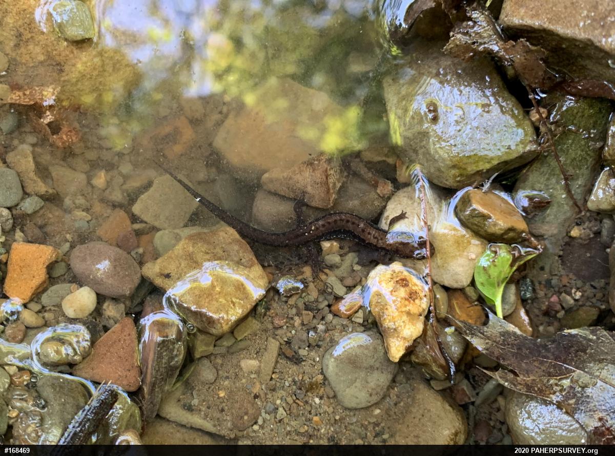 Allegheny Mountain Dusky Salamander
