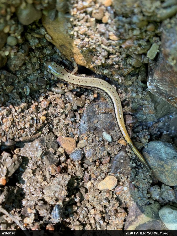Northern Two-lined Salamander