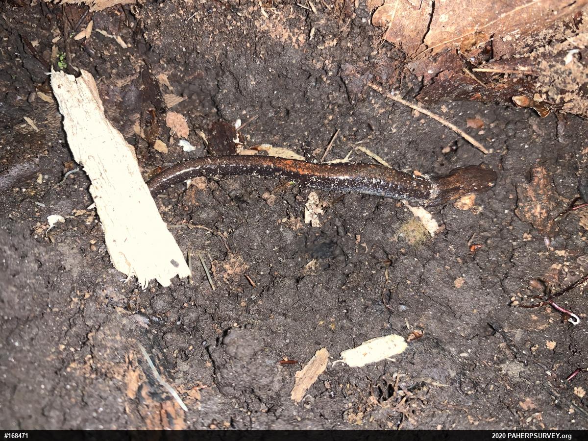 Eastern Red-backed  Salamander