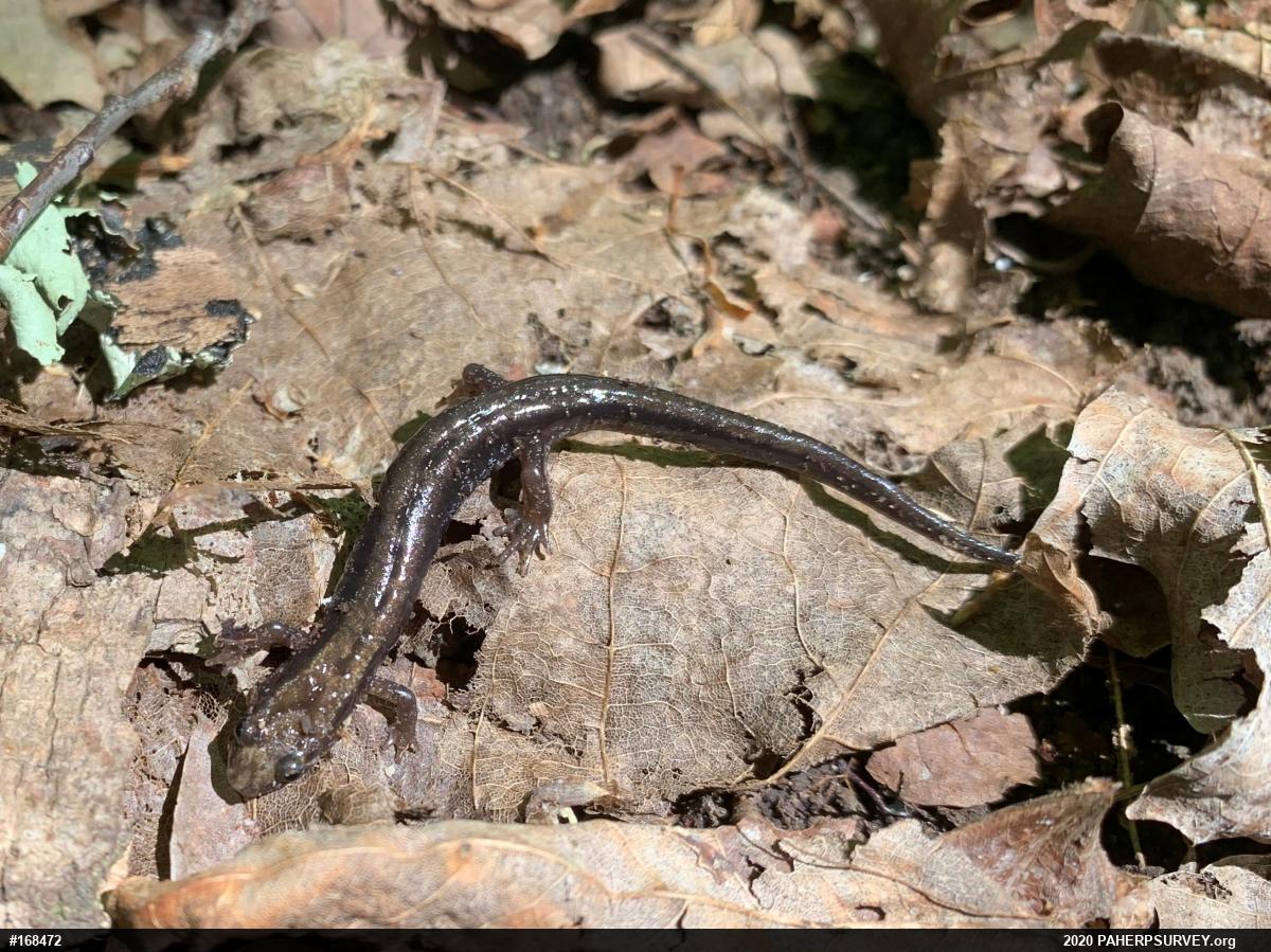 Allegheny Mountain Dusky Salamander