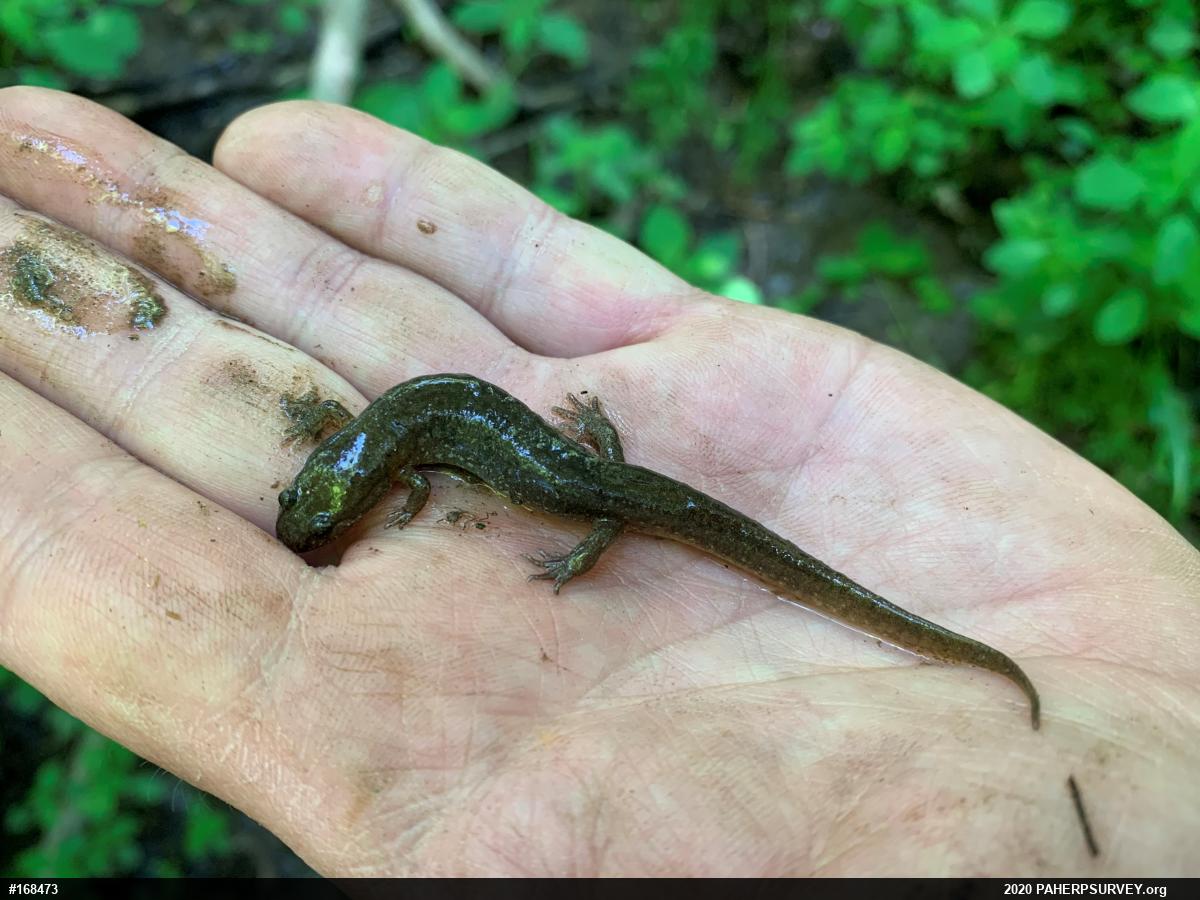 Northern Dusky Salamander