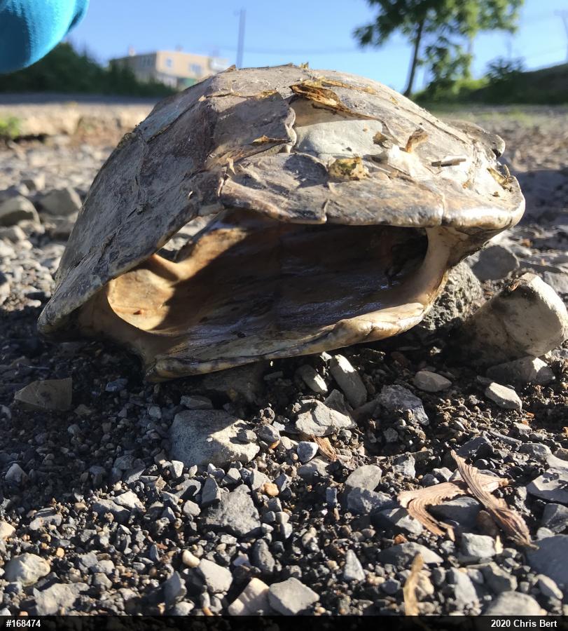 Northern Map Turtle