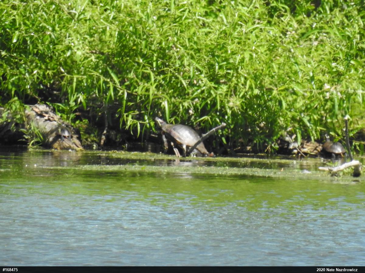 Red-eared Slider