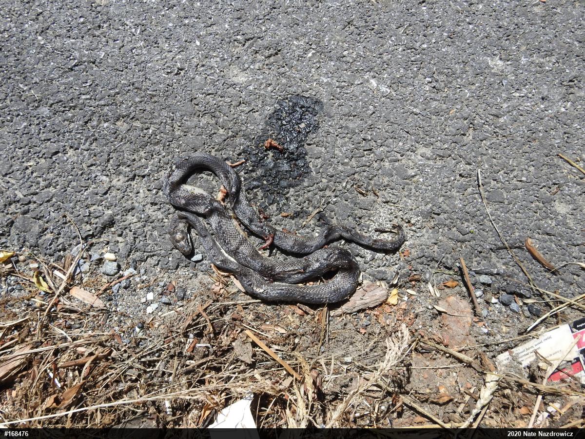 Eastern Ratsnake