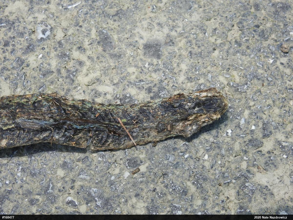 Eastern Gartersnake