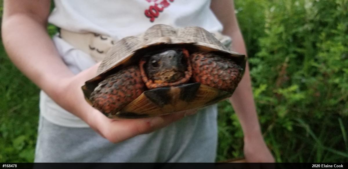 Wood Turtle