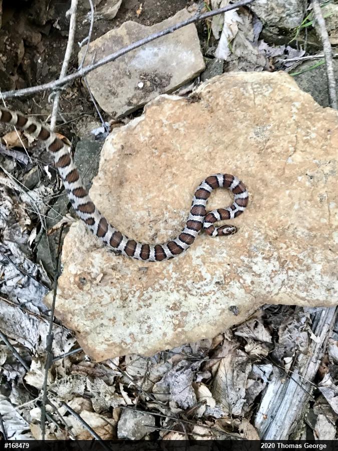 Eastern Milksnake
