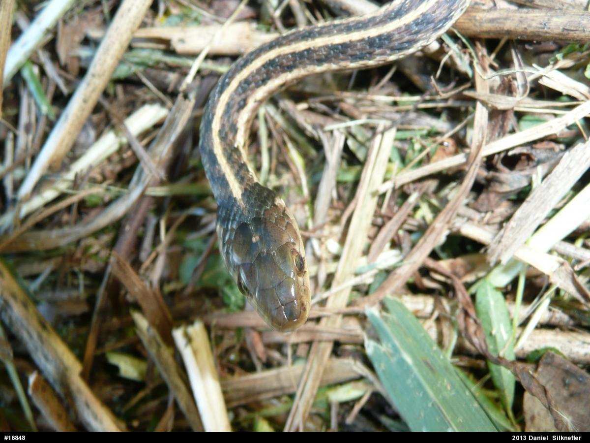Eastern Gartersnake