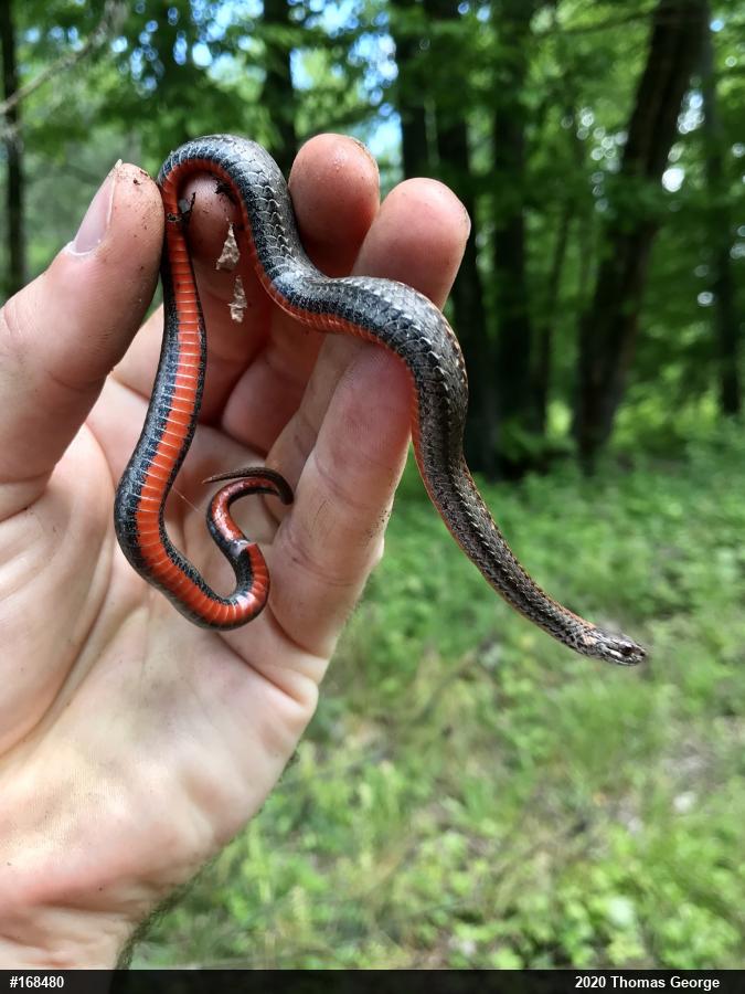 Red-bellied Snake