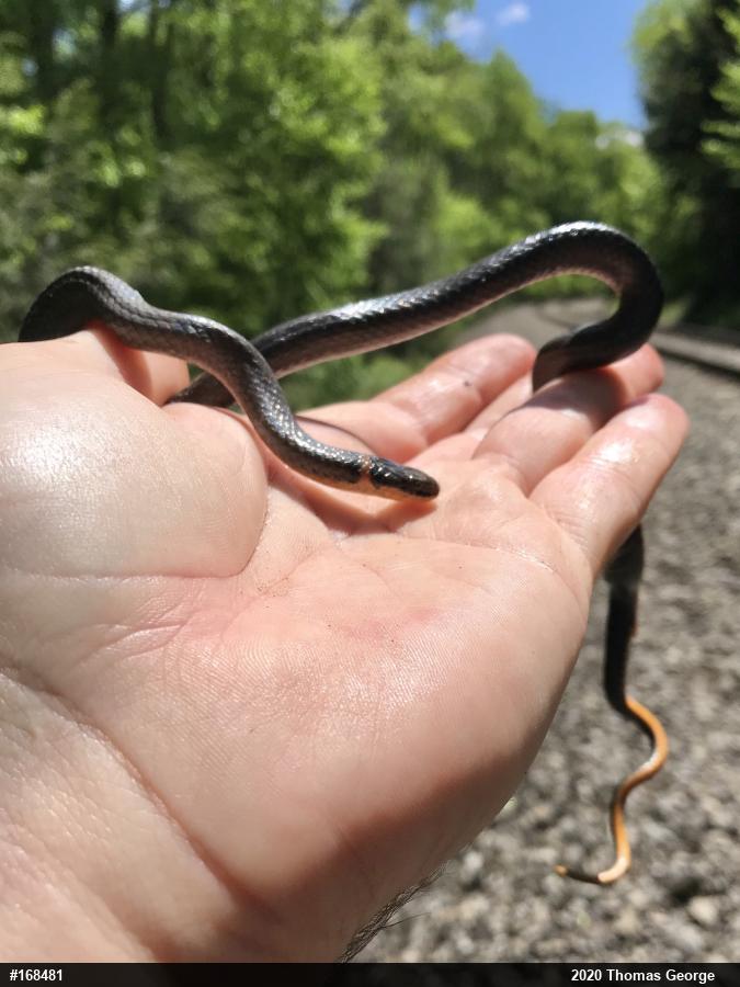 Northern Ring-necked Snake
