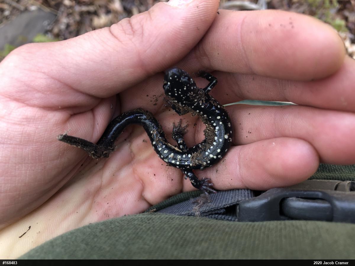 Northern Slimy Salamander
