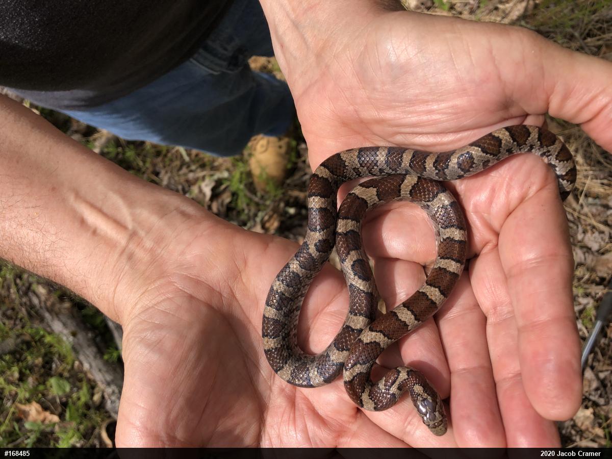 Eastern Milksnake