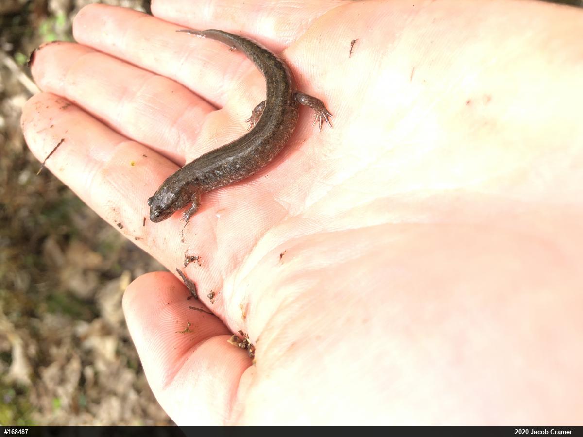 Northern Dusky Salamander