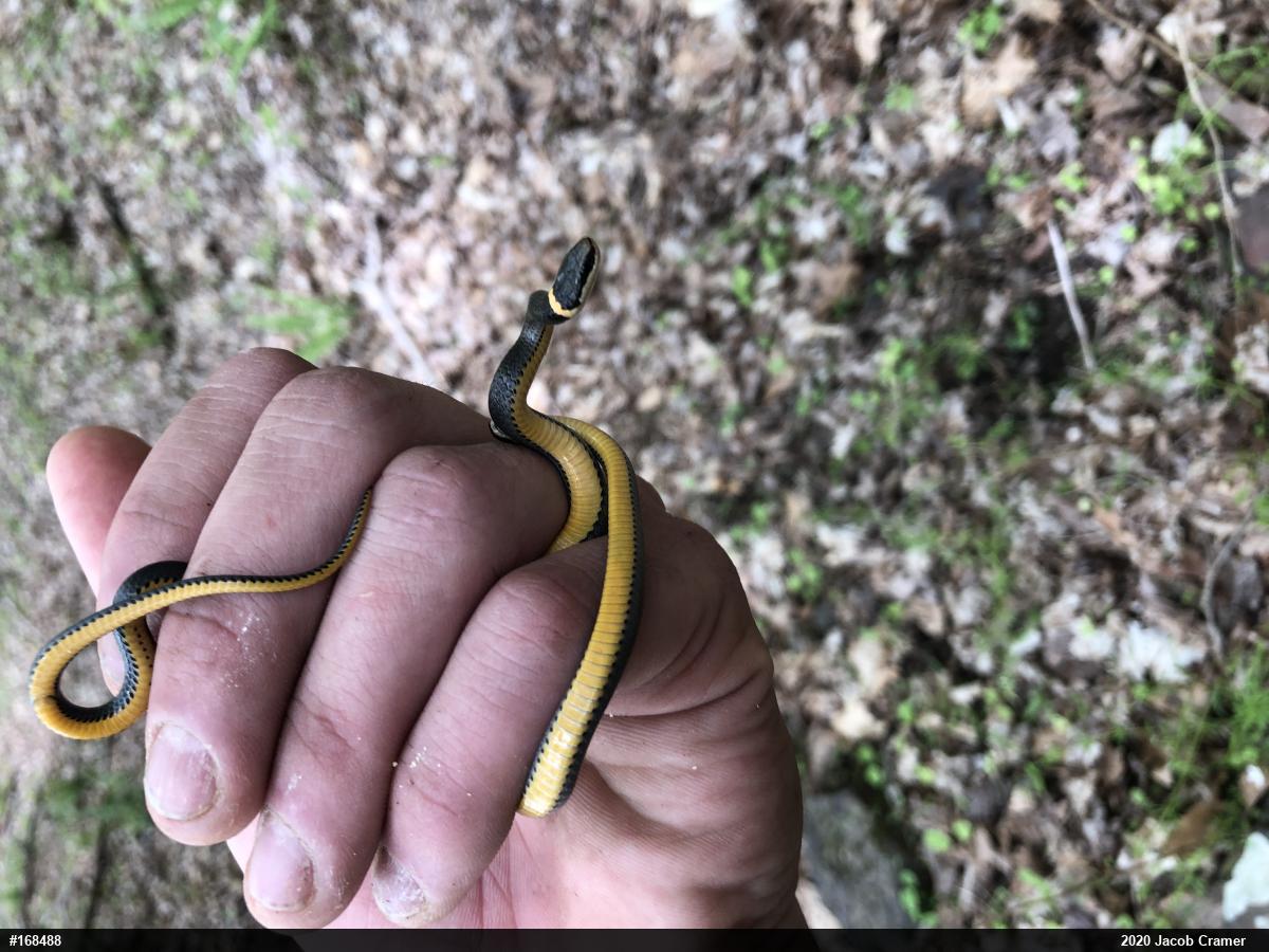 Northern Ring-necked Snake