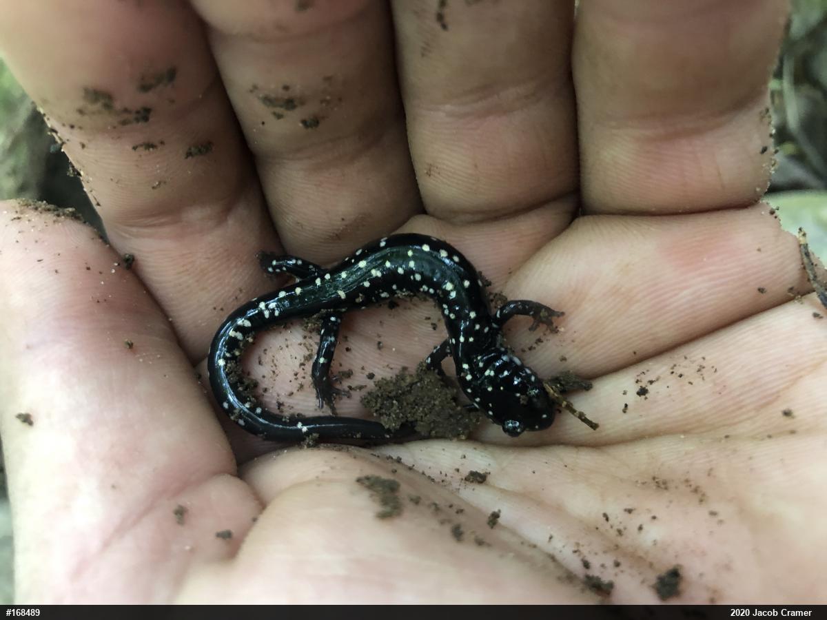 Northern Slimy Salamander