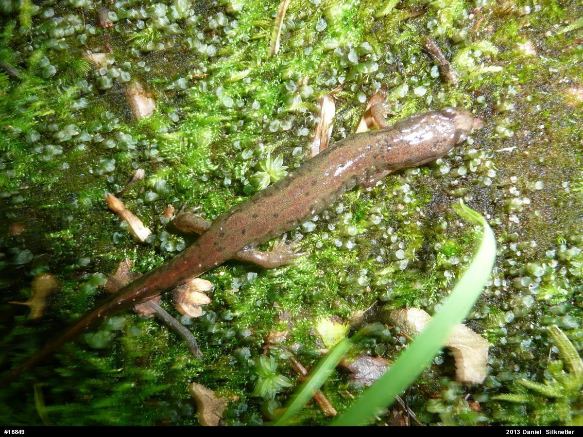 Northern Dusky Salamander