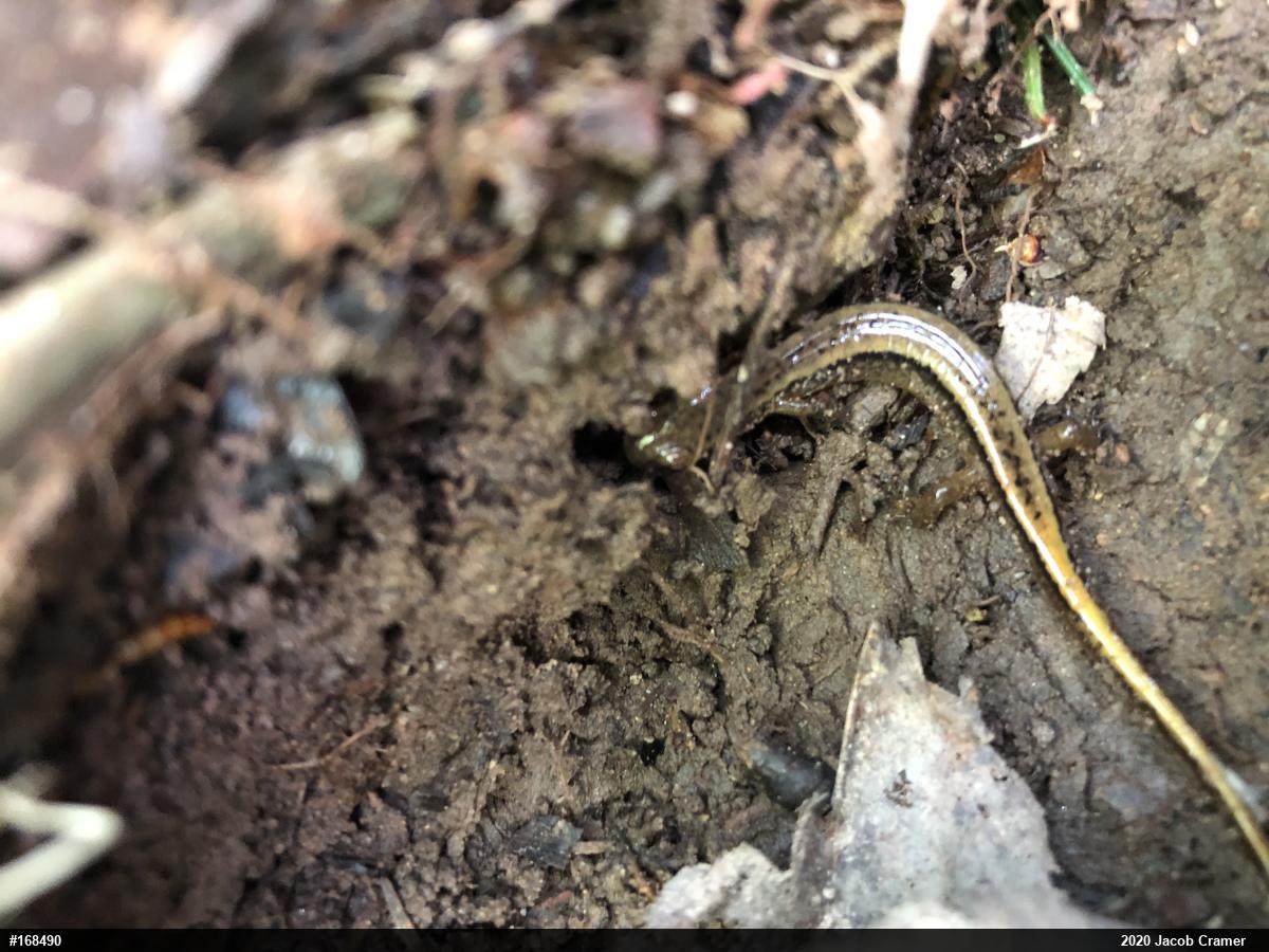 Northern Two-lined Salamander