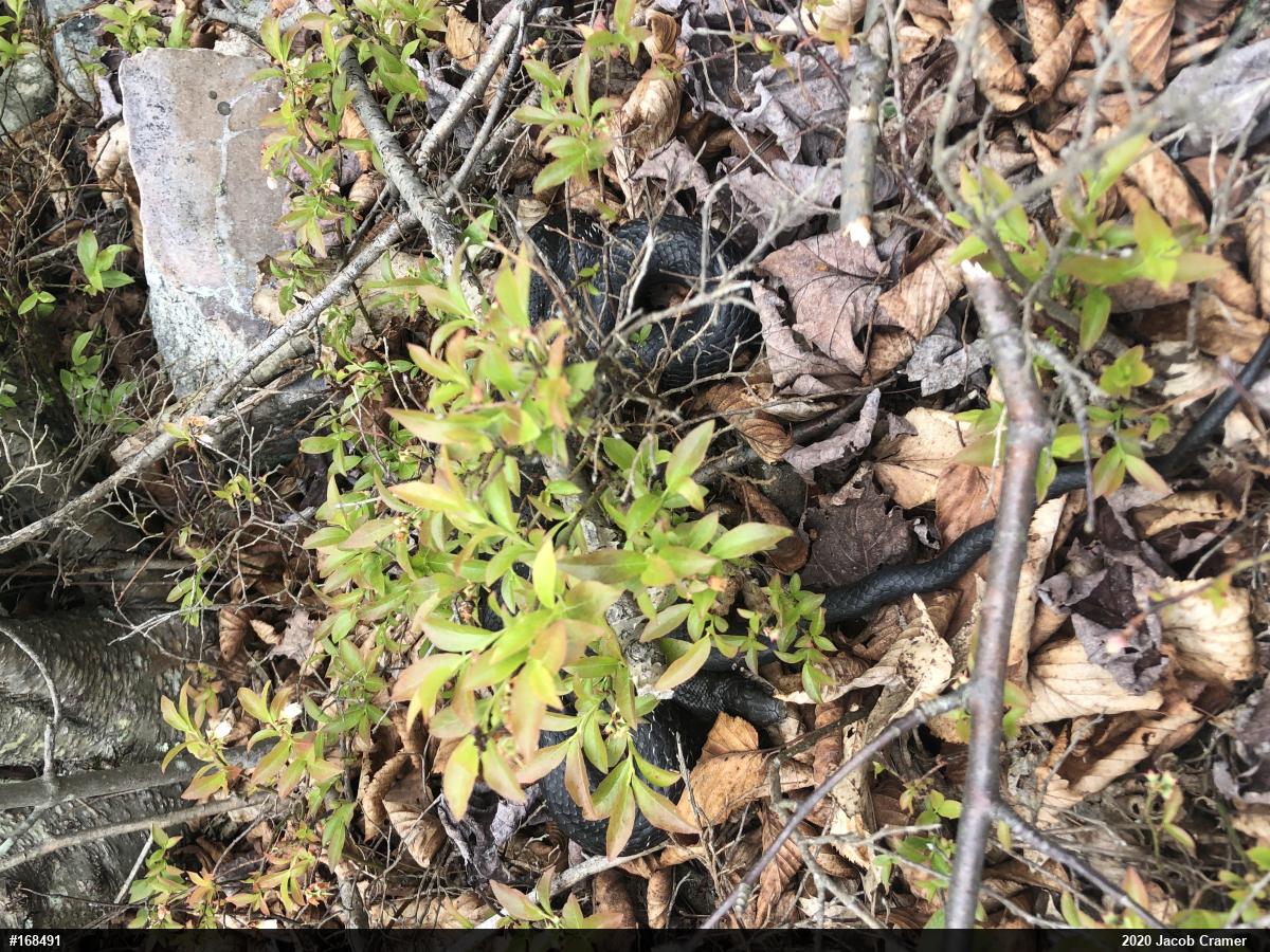 Eastern Ratsnake