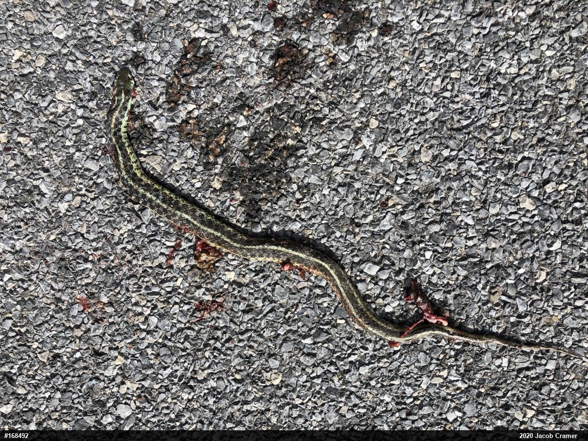 Eastern Gartersnake
