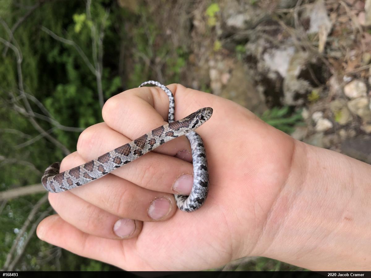 Eastern Milksnake