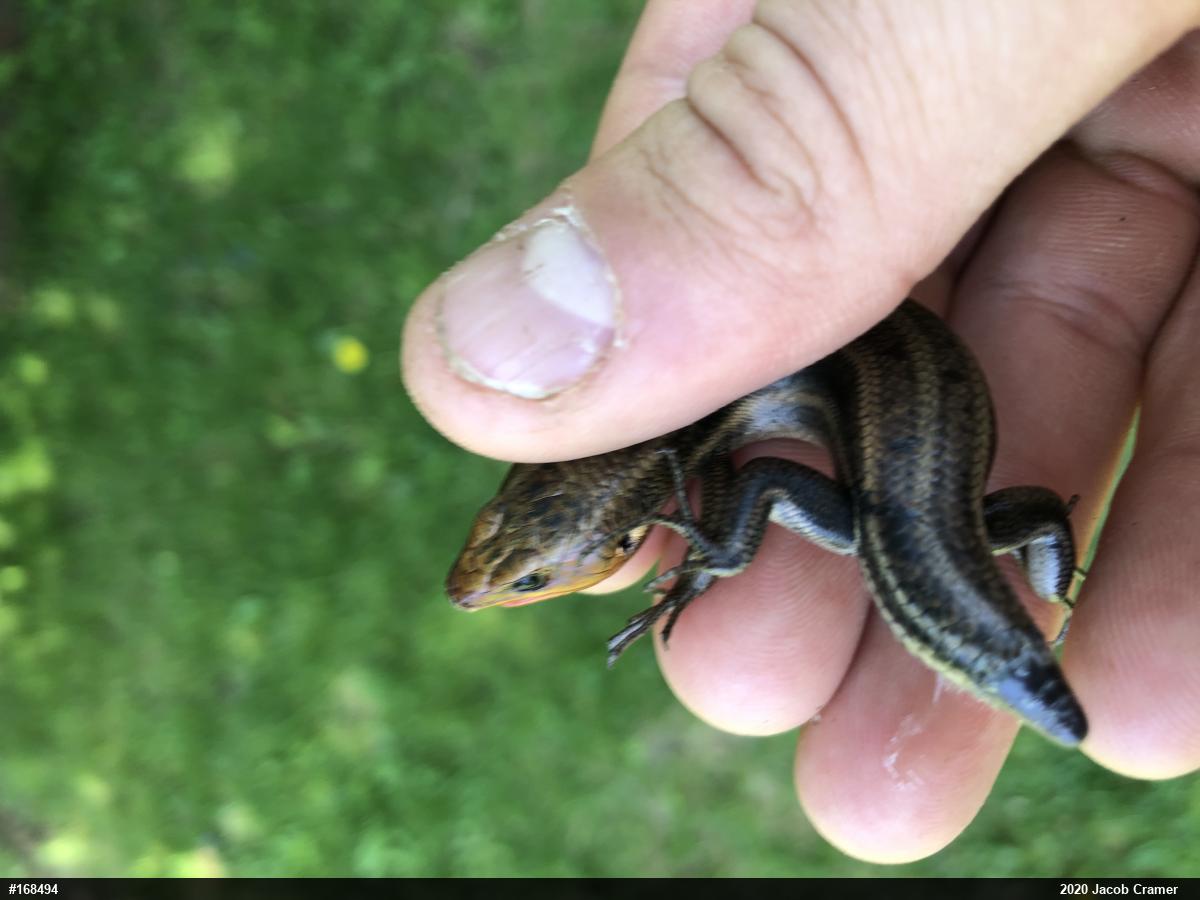 Common Five-lined Skink