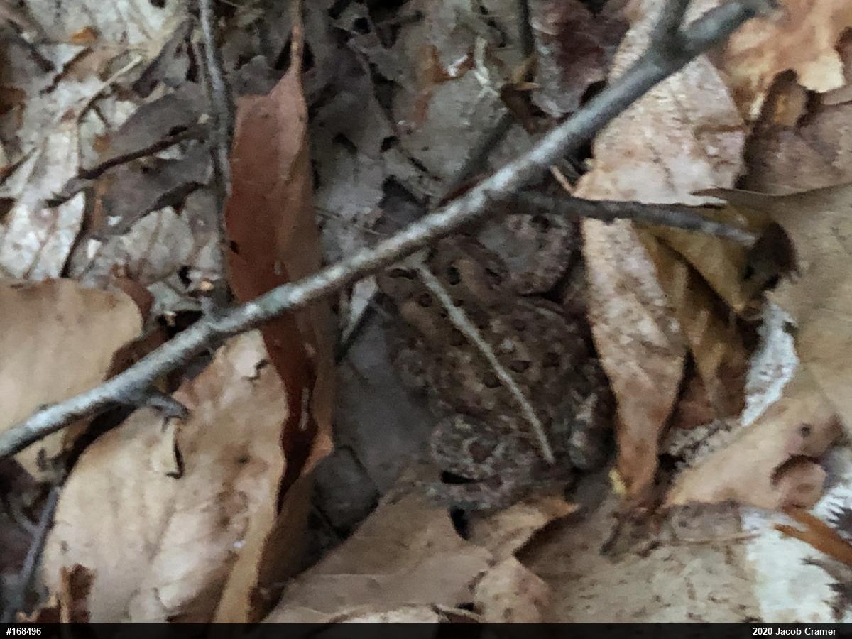 Eastern American Toad