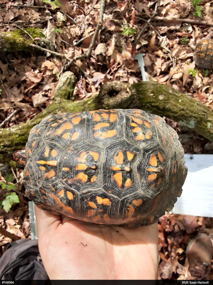 Eastern Box Turtle