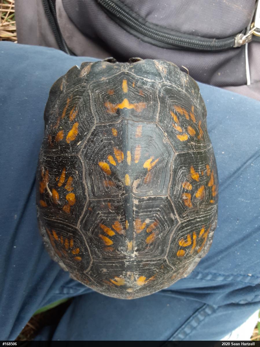 Eastern Box Turtle