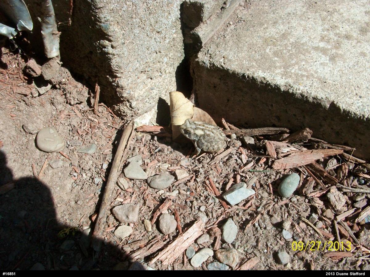 Eastern American Toad