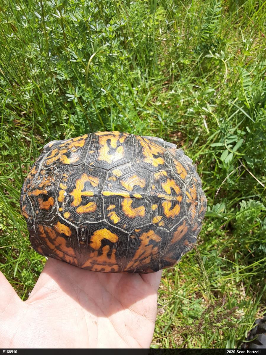 Eastern Box Turtle