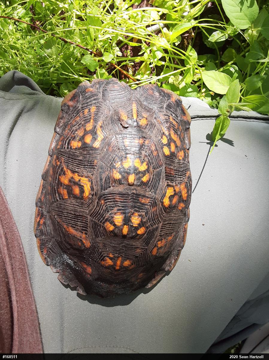 Eastern Box Turtle