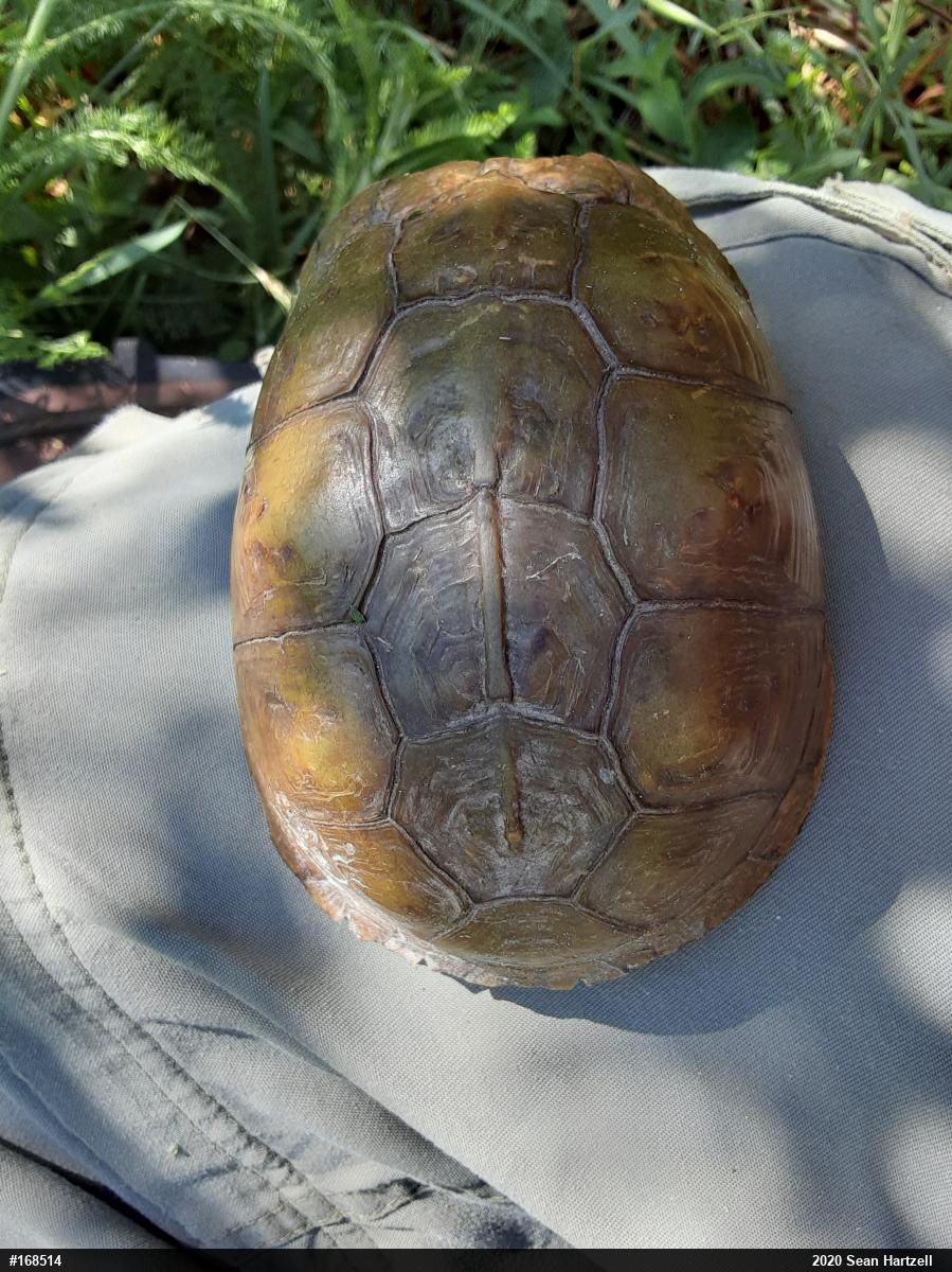 Eastern Box Turtle
