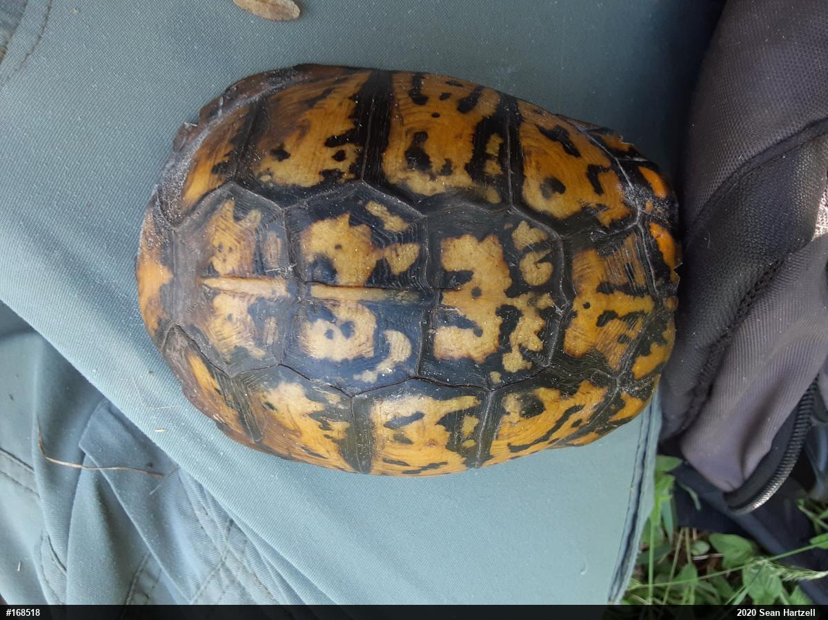Eastern Box Turtle