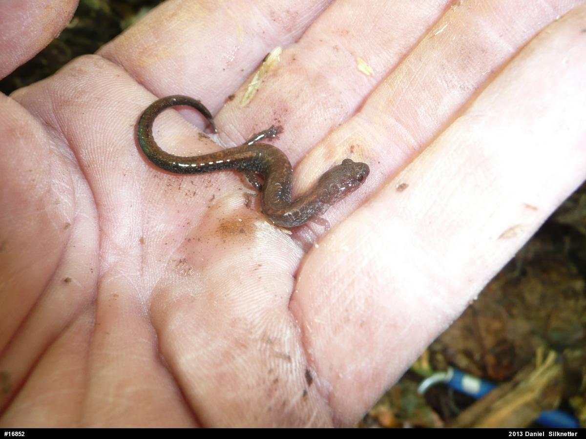 Eastern Red-backed  Salamander