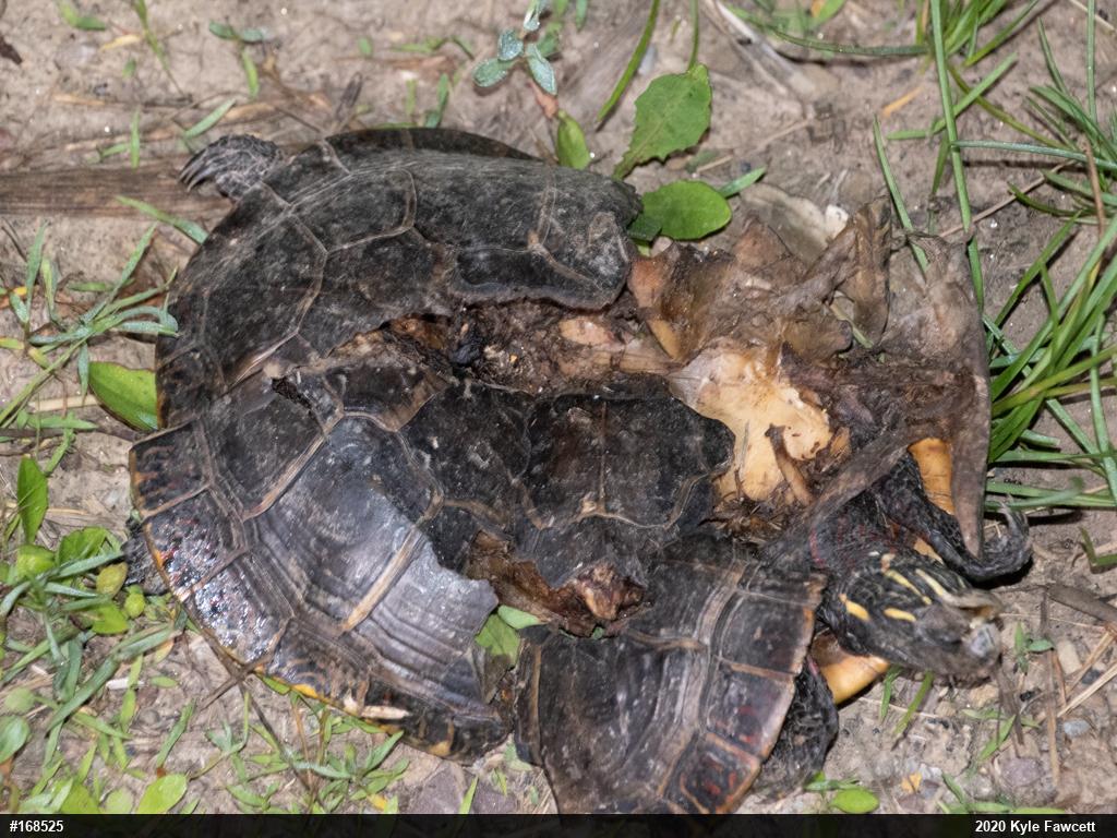Painted Turtle