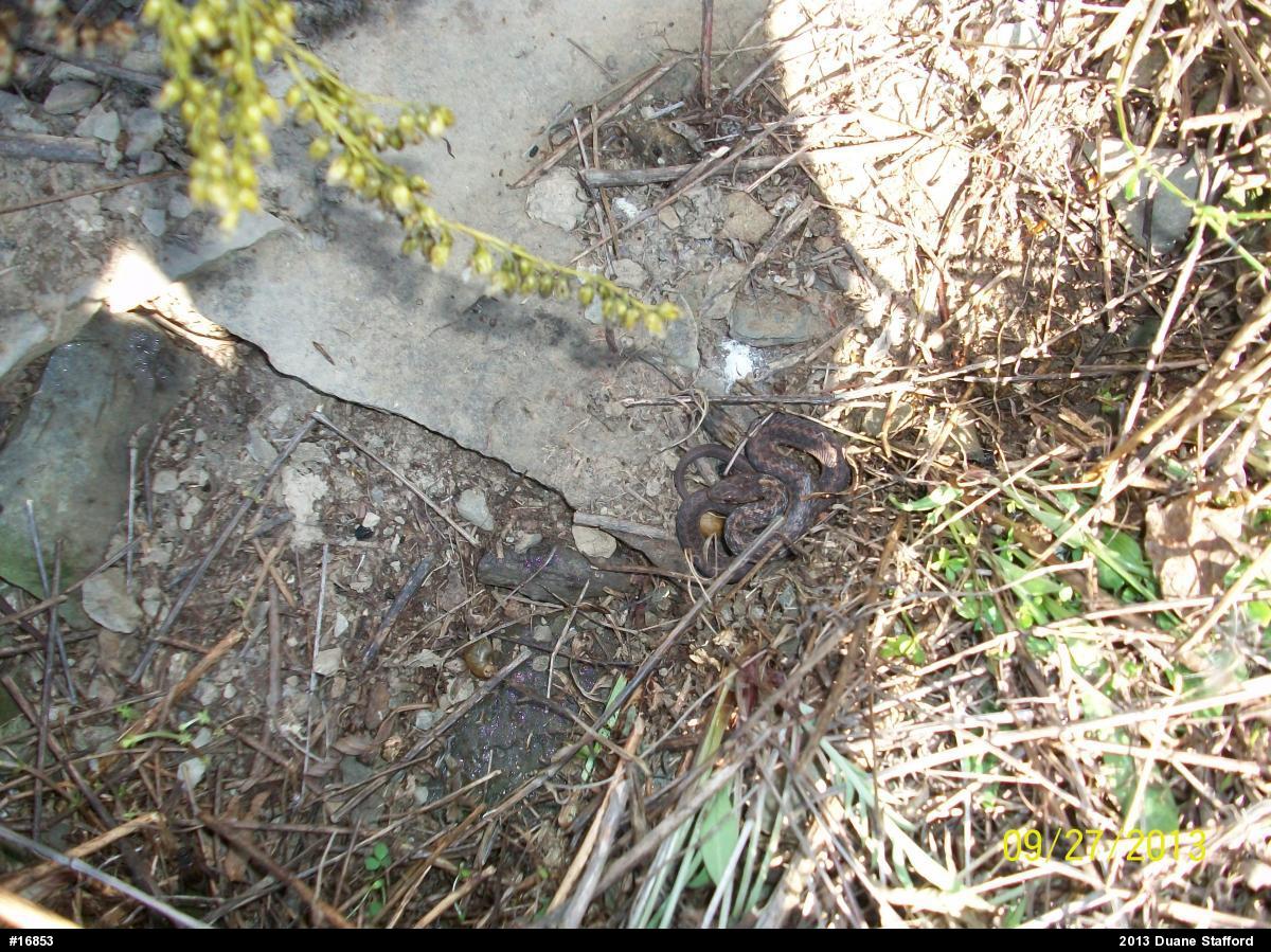 Eastern Gartersnake