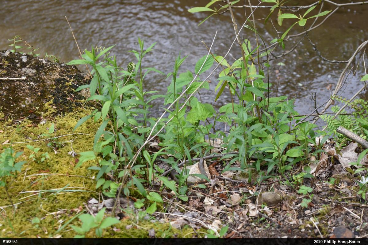 Northern Watersnake