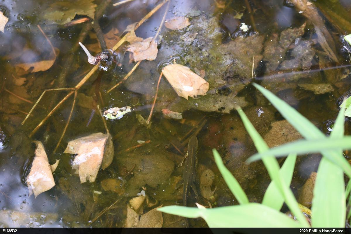 Red-spotted Newt