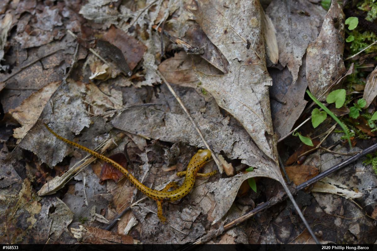 Eastern Long-tailed Salamander