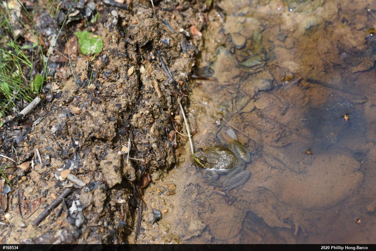 Green Frog