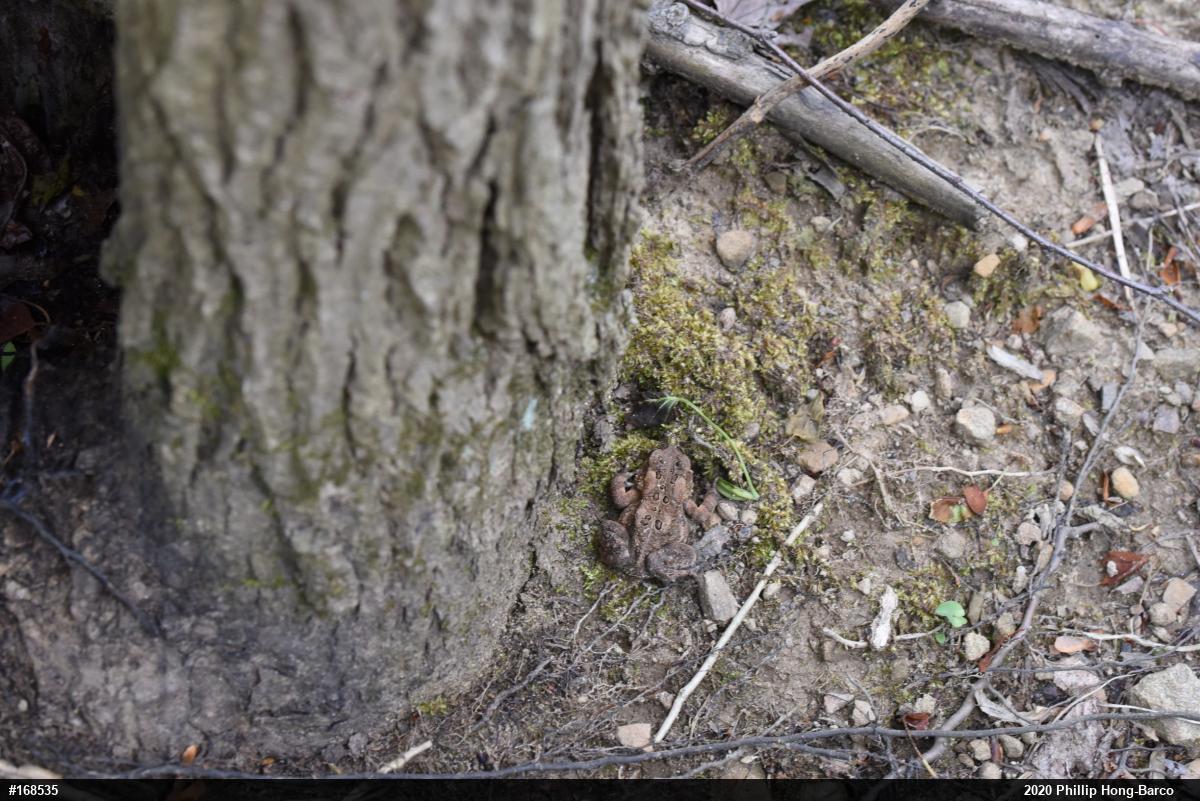 Eastern American Toad