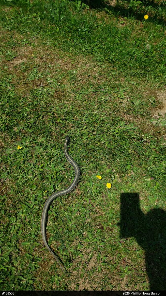 Eastern Gartersnake