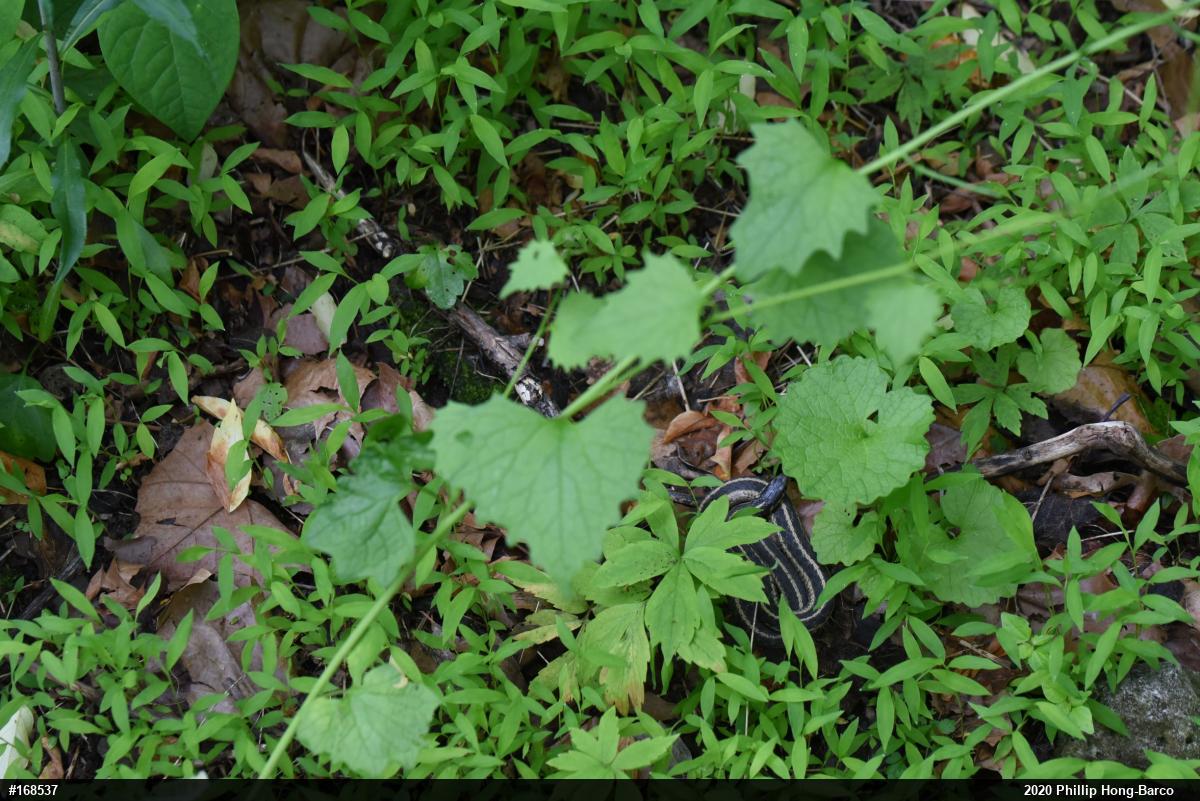Eastern Gartersnake