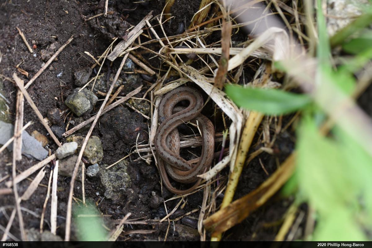 Dekay's Brownsnake