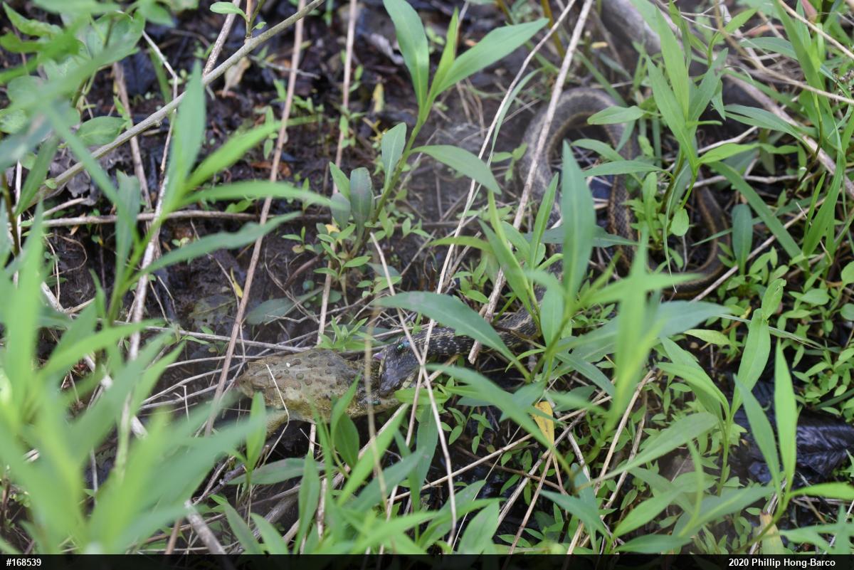 Eastern Gartersnake